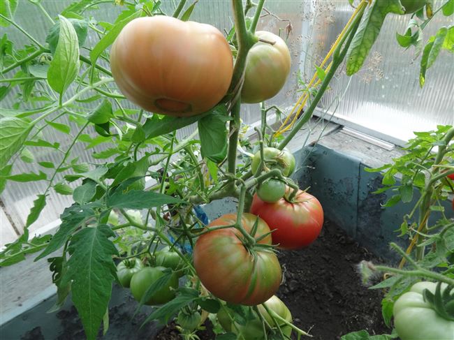 Использование и хранение томатов сорта Сибирские шаньги