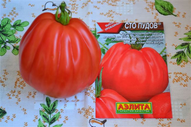 Особенности выращивания томатов Сто пудов, посадка и уход