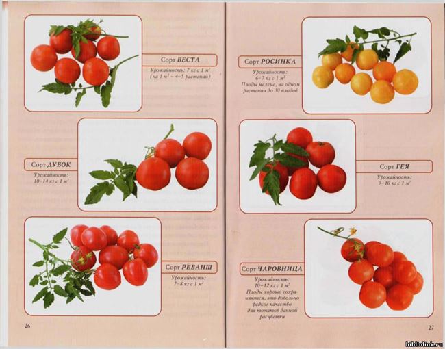 Особенности выращивания помидоров Лентяйка, посадка и уход