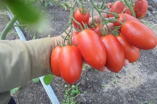 Лучшие и новые сорта помидор для теплицы