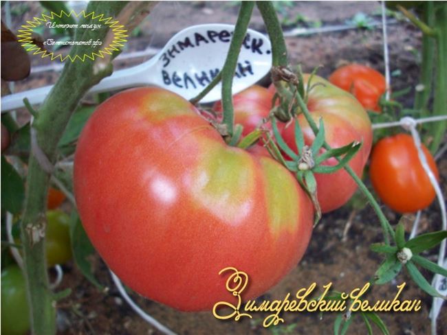 Особенности выращивания томатов Зимаревский великан, посадка и уход