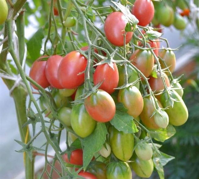 Основные плюсы и минусы помидоров