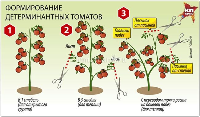 Формирование томатов просто и понятно, видео