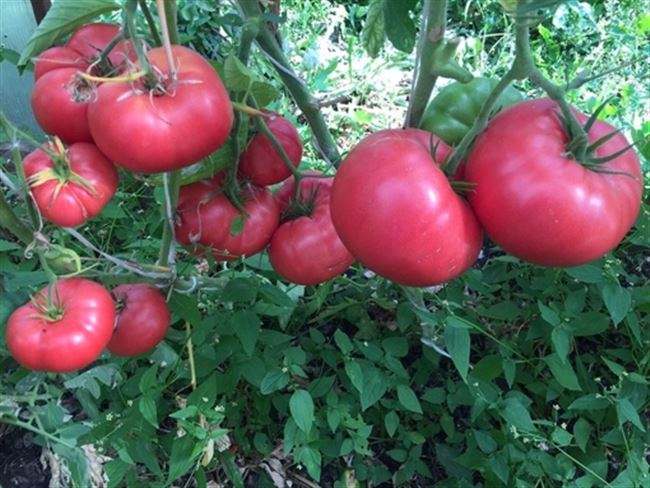 Выращивание томатов Фенда в теплице