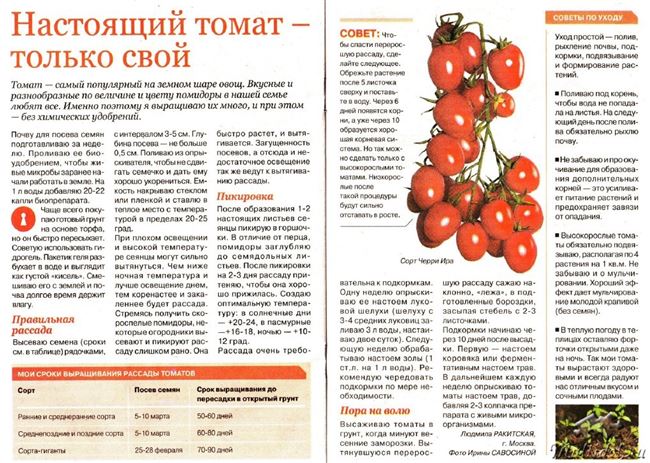 Комплексные удобрения для плодоносящих томатов