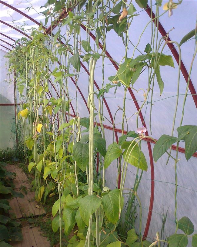 Уход за растением в период вегетации