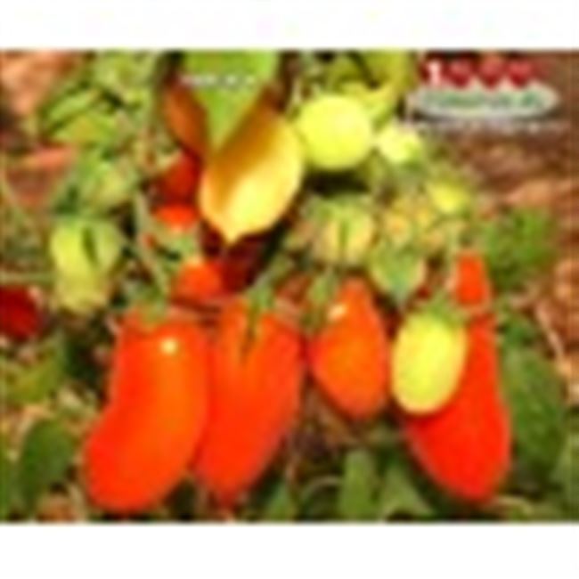 Видео: обзор томатов для теплиц, в том числе сорта Ниагара (с первой до второй минуты)