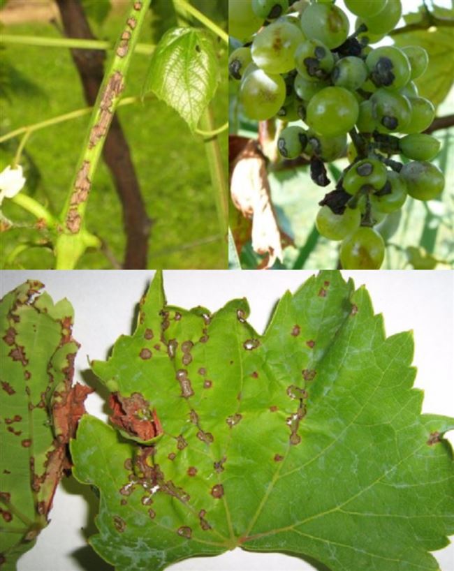 Народные методы лечения винограда