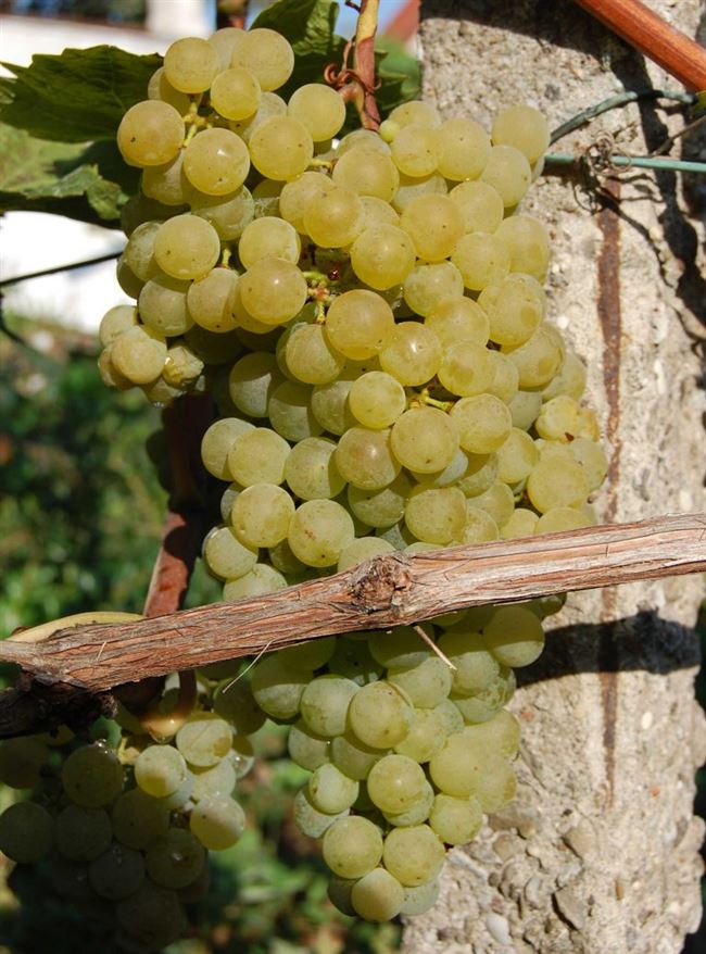 Описание сорта винограда Аврора Магарача
