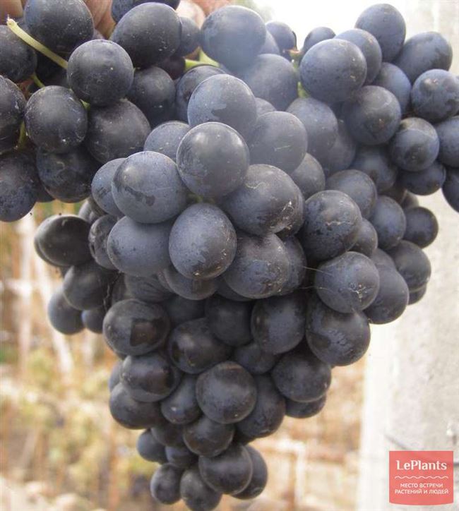 Описание сорта винограда Антей магарачский
