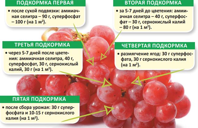 Когда подкормить виноград, сроки проведения работ по удобрению и методы восполнения полезных веществ