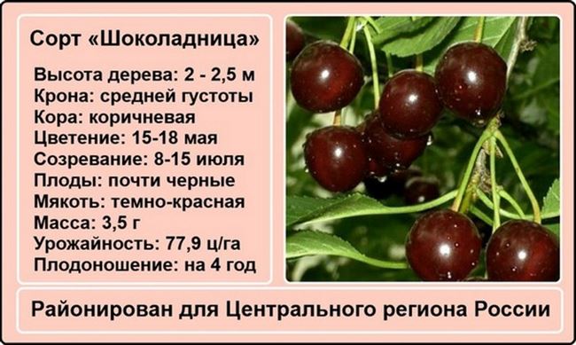 ТОП-5 лучших сортов карликовой вишни и их описание