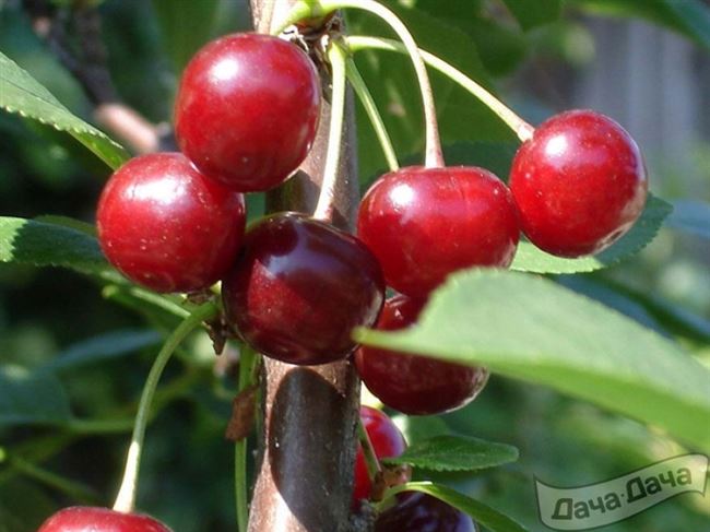 Характеристика плодов вишни Быстринка