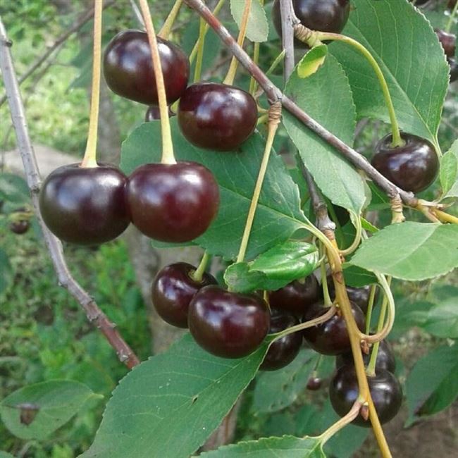 Виды вишни сорта Владимирская