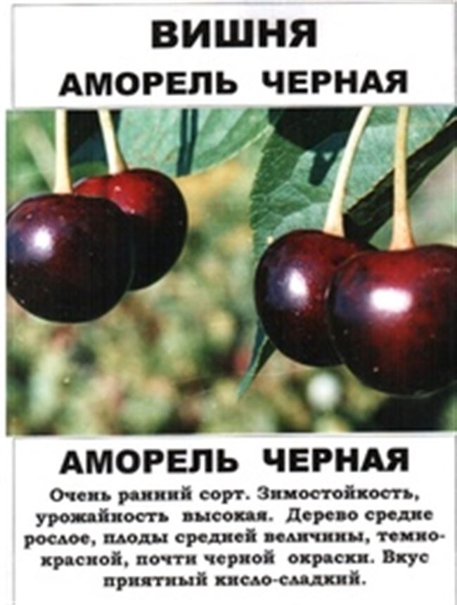 Сорта войлочной вишни с описанием и характеристикой