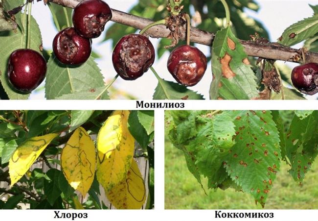 Признаки болезни коккомикоз вишни
