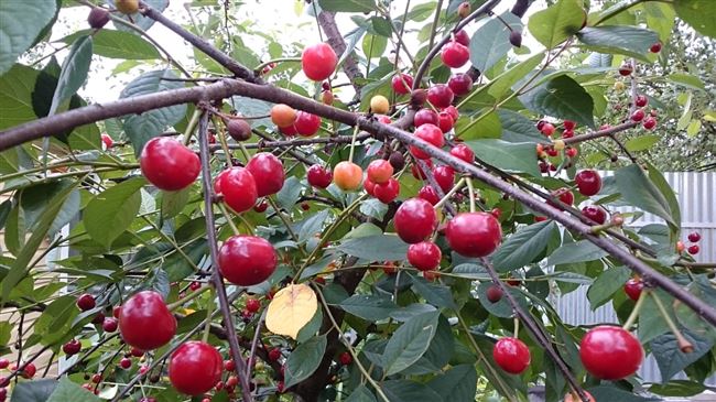 Описание и характеристики сорта вишни Игрицкая, особенности выращивания и ухода