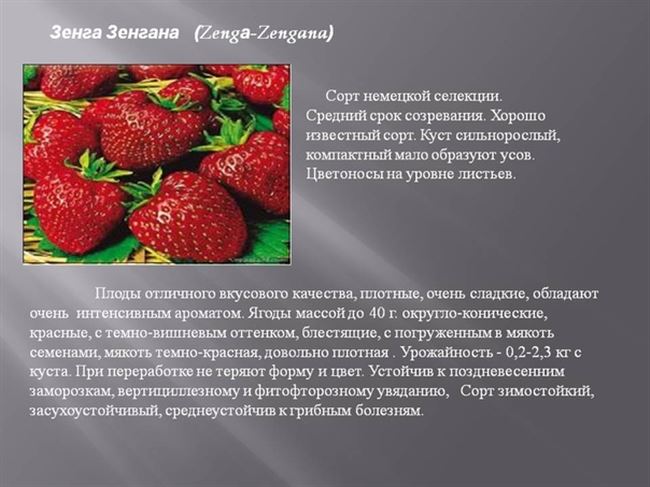 Особенности ягод