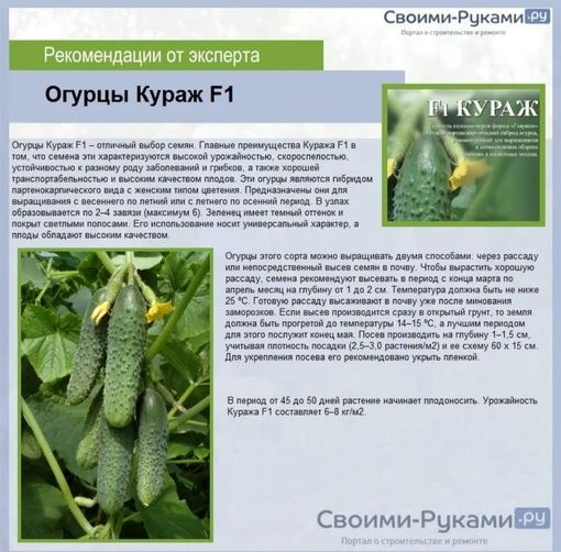 Огурец Ирина F1: описание и характеристика сорта, отзывы и фото семян, посадка и уход