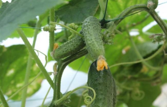 Огурцы Мареса — характеристика и правила выращивания сорта
