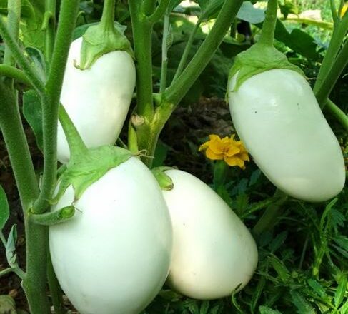 Удивительный овощ – белый баклажан. Описание популярных сортов, особенности выращивания