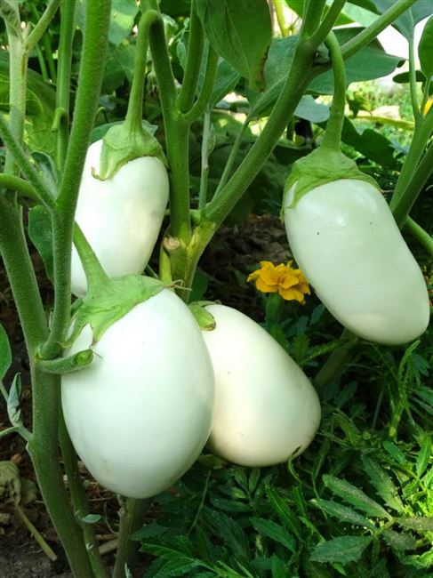 Удивительный овощ – белый баклажан. Описание популярных сортов, особенности выращивания