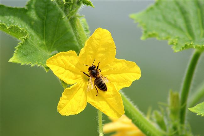 Пчелка — сорт растения Огурец