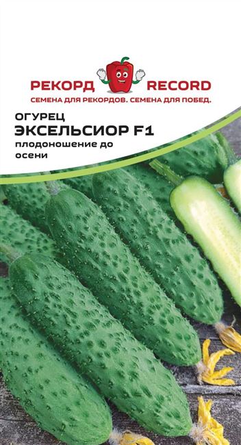 Огурцы Рекорд f1: характеристика и описание сорта, урожайность, отзывы