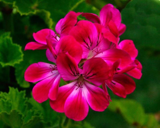 Надежда - сорт растения Пеларгония крупноцветковая