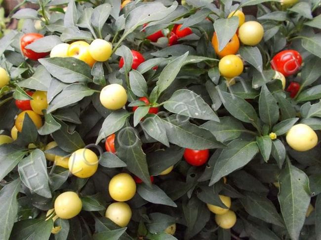 Урожай на окне круглый год — перец Бабье лето: подробное описание сорта