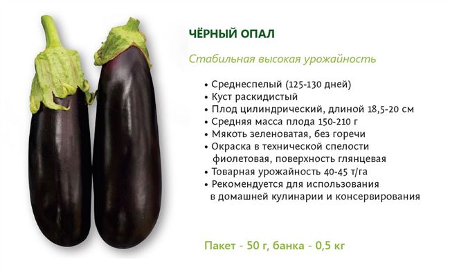 Презентабельный сорт с компактными плодами — баклажан Черный опал: характеристика и описание