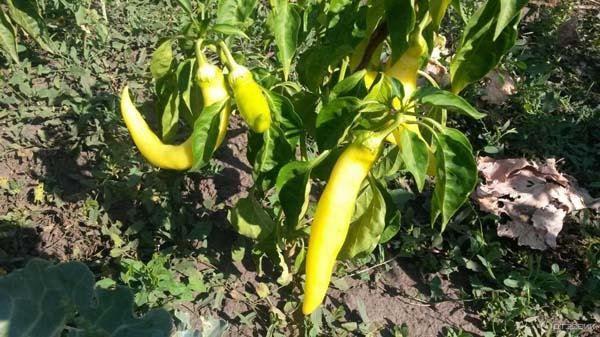 Перец Венгерский желтый: описание сорта, характеристика плодов, агротехника выращивания и ухода
