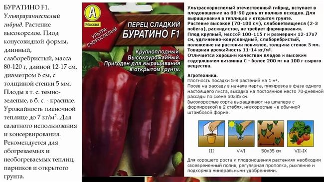 Перец Катюша: характеристика и описание сладкого сорта, фото семян Семко, отзывы