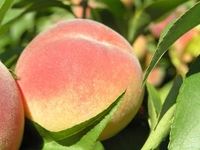 Раннеспелый сорт персика «Франт»