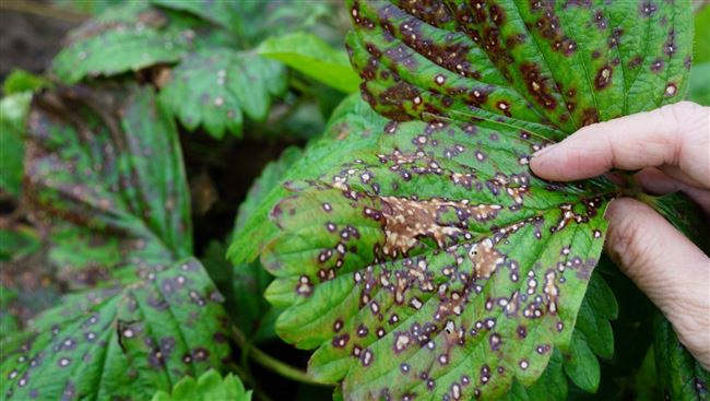 Болезни и вредители садовой земляники: фото, лечение заболеваний, обработка весной и осенью от насекомых
