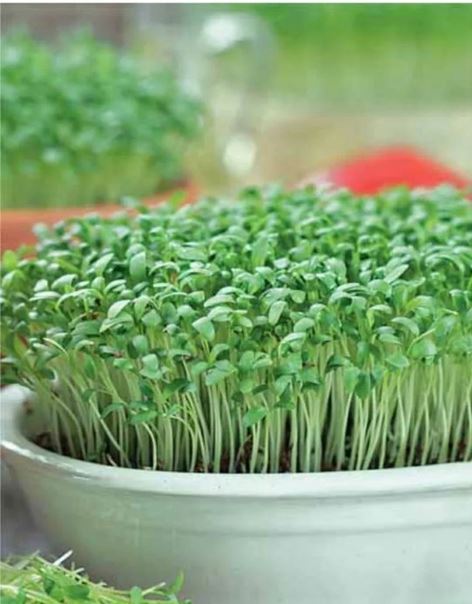 Кресс-салат: выращивание из семян в открытом грунте и рассады в домашних условиях, фото