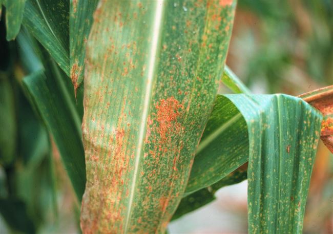 Болезни и вредители кукурузы: фото, описание, меры борьбы с ними и профилактические мероприятия