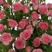 Саженец спрей розы Грация: фото и описание