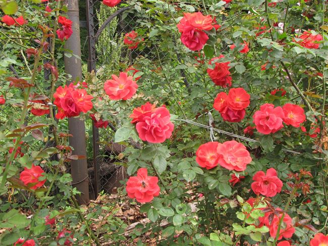 Роза ‘Красный Маяк’ — Википедия