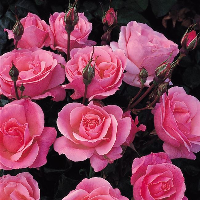 Роза Куин Элизабет: фото, отзывы, описание, посадка и уход, морозостойкость, обрезка, выращивание сорта
