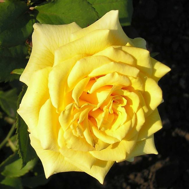 Роза чайногибридная Ландора