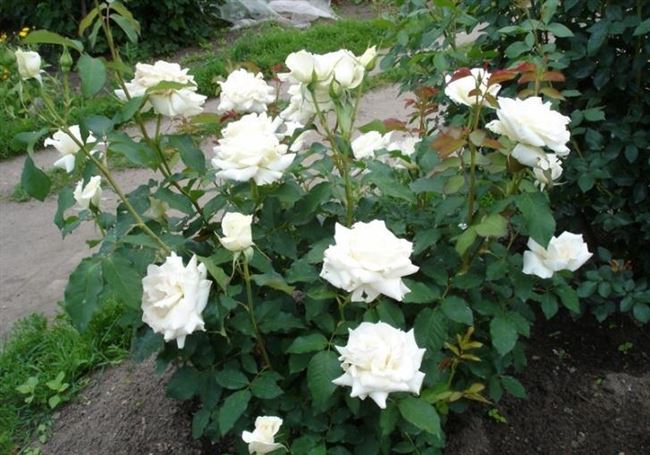Сорт розы Паскали: описание и характеристика цветка