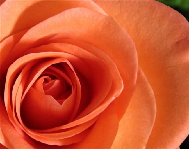 10 наиболее ароматных красивых роз в оранжево - персиковой гамме