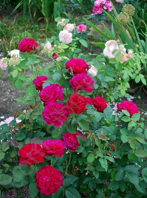 Десятка "самых- самых" роз в моем саду
