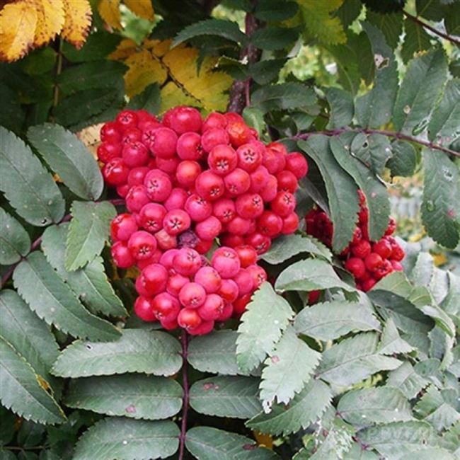 Сказочная — сорт растения Рябина