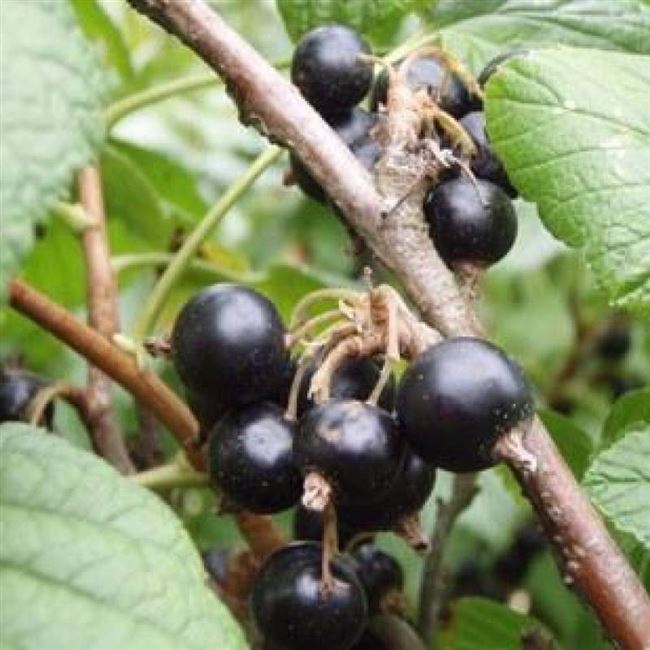 Агата - сорт растения Смородина черная