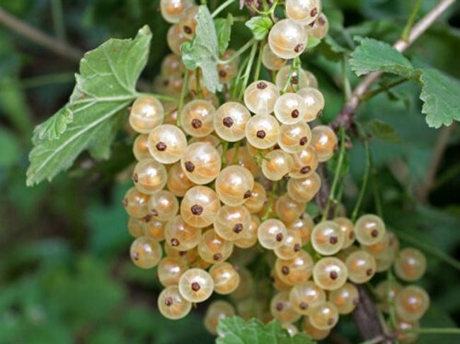 Смородина Баяна — описание сорта белой смородины