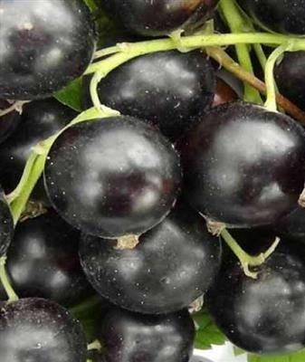 Березовка — сорт растения Смородина черная