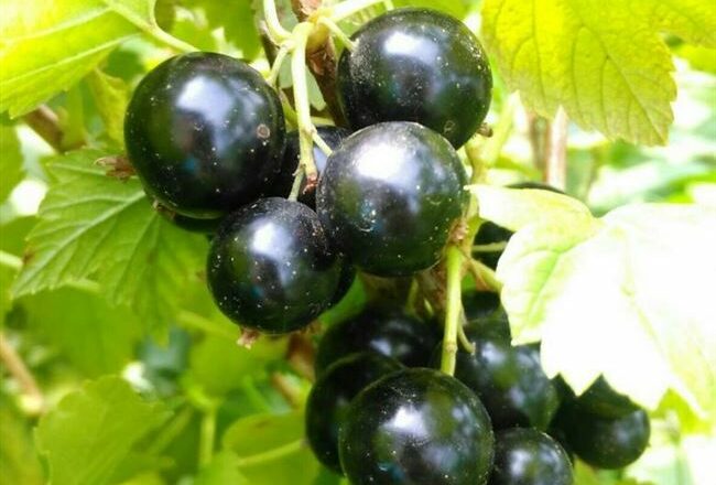 Бирюлевская - сорт растения Смородина черная