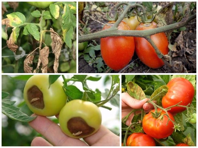 Болезни томатов, фото, описание, и способы их лечения